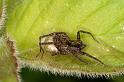 Pardosa_amentata_D6996_Z_89_Waterleidingduinen_Nederland
