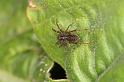 Pardosa_amentata_D7643_Z_85_Oeverlanden_Nederland