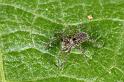 Pardosa_amentata_D7662_Z_88_Oeverlanden_Nederland