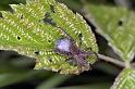 Pardosa_amentata_F0045_Z_90_-_Frankrijk