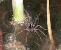 Pardosa_amentata_F2070_O_78_Halfweg_Nederland
