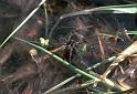 Pardosa_amentata_F2071_O_75_Halfweg_Nederland
