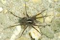 Pardosa_amentata_P0316_O_80_Waterleidingduinen_Nederland