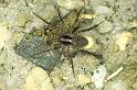 Pardosa_amentata_P0317_O_90_Waterleidingduinen_Nederland