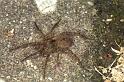 Pardosa_hortensis_F0149_D_80_Badhoevedorp_Nederland