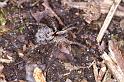 Pardosa_lugubris_D4462_Z_82_Belversven_Nederland