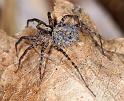 Pardosa_lugubris_D4466_Z_90_Belversven_Nederland