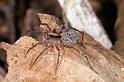 Pardosa_lugubris_D4467_Z_90_Belversven_Nederland