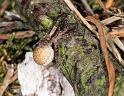 Pardosa_lugubris_D4473_Z_89_Belversven_Nederland