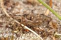 Pardosa_lugubris_D4582_Z_85_Waterleidingduinen_Nederland