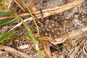 Pardosa_lugubris_D4583_Z_80_Waterleidingduinen_Nederland