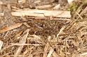 Pardosa_lugubris_D4585_Z_90_Waterleidingduinen_Nederland