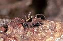Pardosa_lugubris_F0931_Z_87_Ede_Nederland