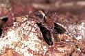 Pardosa_lugubris_F0932_Z_87_Ede_Nederland