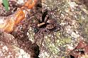 Pardosa_lugubris_F0933_Z_87_Ede_Nederland