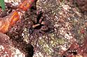 Pardosa_lugubris_F0934_Z_86_Ede_Nederland