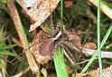 Pardosa_lugubris_F2234_Z_88_Loenen(Gld)_Nederland