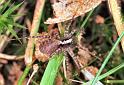 Pardosa_lugubris_F2235_Z_85_Loenen(Gld)_Nederland