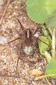 Pardosa_lugubris_P0215_Z_82_Veenendaal_Nederland