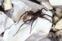 Pardosa_lugubris_P0796_Z_87_-_Frankrijk