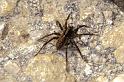 Pardosa_lugubris_P0797_Z_75_-_Frankrijk