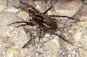 Pardosa_lugubris_P0798_Z_87_-_Frankrijk