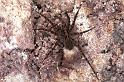 Pardosa_prativaga_F1024_Z_75_Soube_Frankrijk