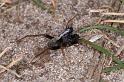 Pardosa_saltans_D4271_Z_90_Waterleidingduinen_Nederland