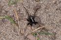 Pardosa_saltans_D4272_Z_85_Waterleidingduinen_Nederland
