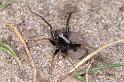 Pardosa_saltans_D4273_Z_86_Waterleidingduinen_Nederland