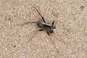 Pardosa_saltans_D4274_Z_87_Waterleidingduinen_Nederland