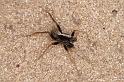 Pardosa_saltans_D4275_Z_88_Waterleidingduinen_Nederland