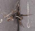 Pardosa_saltans_D4278_Z_80_Waterleidingduinen_Nederland