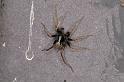 Pardosa_saltans_D4279_Z_85_Waterleidingduinen_Nederland