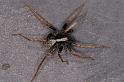 Pardosa_saltans_D4280_Z_83_Waterleidingduinen_Nederland