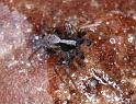 Pardosa_saltans_D4281_Z_88_Waterleidingduinen_Nederland