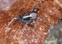 Pardosa_saltans_D4283_Z_90_Waterleidingduinen_Nederland