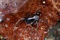 Pardosa_saltans_D4284_Z_88_Waterleidingduinen_Nederland