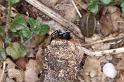Pardosa_saltans_D4289_Z_90_Waterleidingduinen_Nederland