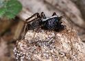 Pardosa_saltans_D4290_Z_90_Waterleidingduinen_Nederland
