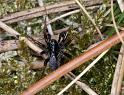 Pardosa_saltans_D4417_Z_82_Oostvlieland_Nederland