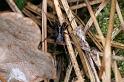 Pardosa_saltans_D4418_Z_85_Oostvlieland_Nederland