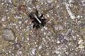 Pardosa_saltans_D4703_Z_85_Waterleidingduinen_Nederland