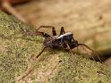Pardosa_saltans_D6028_Z_89_Dalsteeg_Nederland
