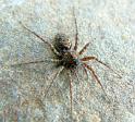Pardosa_trailli_D5666_Z_88_Gamvik_Noorwegen