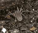 Pardosa_wagleri_F0017_Z_85_-_Frankrijk