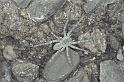 Pardosa_wagleri_F0039_Z_90_-_Frankrijk