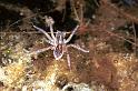 Pirata_piraticus_F0948_Z_78_Halfweg_Nederland