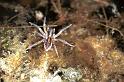Pirata_piraticus_F0949_Z_79_Halfweg_Nederland