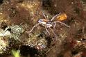 Pirata_piraticus_F0950_Z_77_Halfweg_Nederland